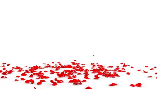 100 500 1000 Rose Pétales de rose roses fleurs de Saint-Valentin Streudeko rose mariage 