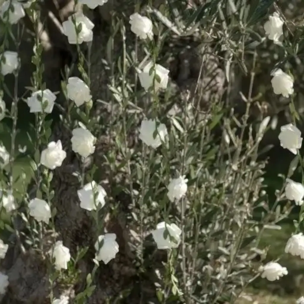 Guirlande de Roses blanc - ø 50mm / 120cm