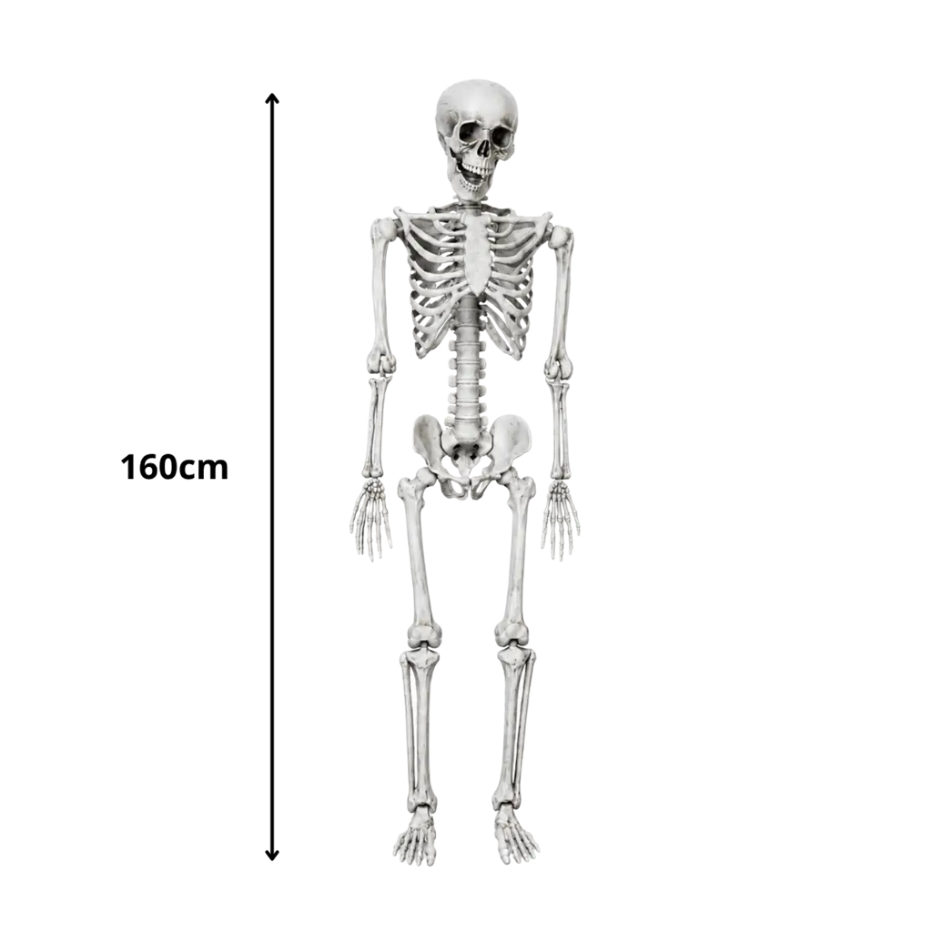 SQUELETTE GÉANT - TAILLE HUMAINE - 160CM