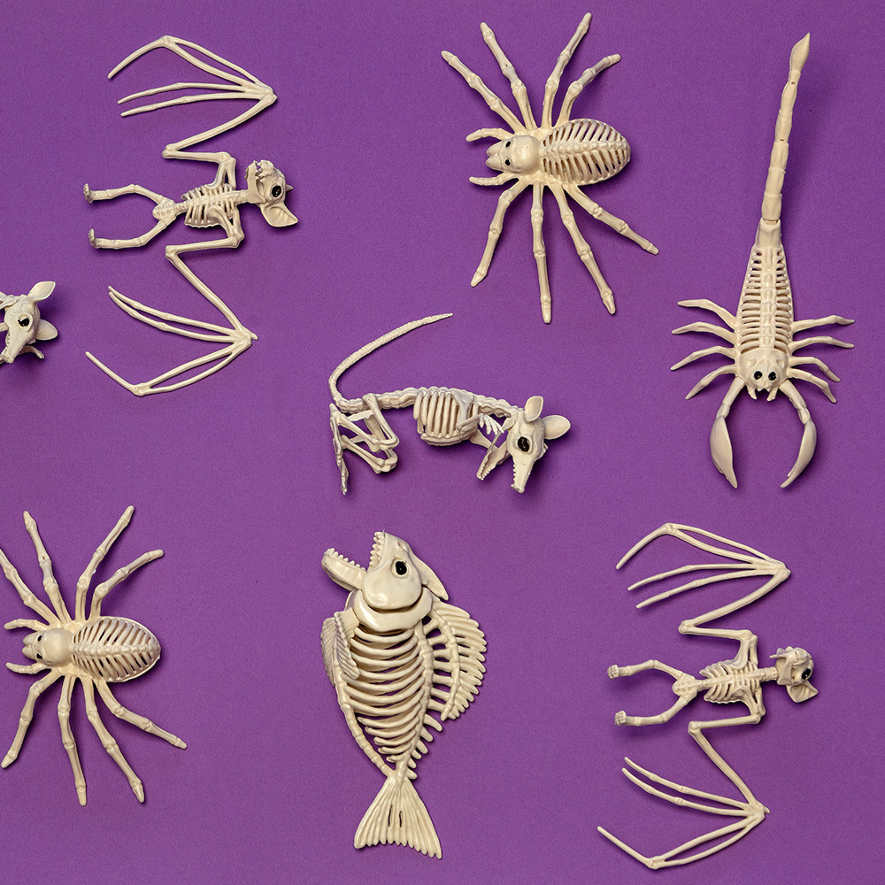 Squelette de Scorpion 33 x 14 x 8 cm – Décoration Halloween