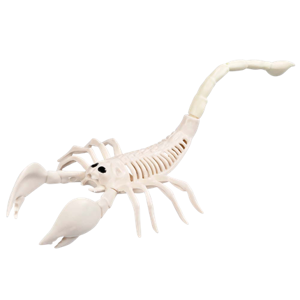 Squelette de Scorpion 33 x 14 x 8 cm – Décoration Halloween