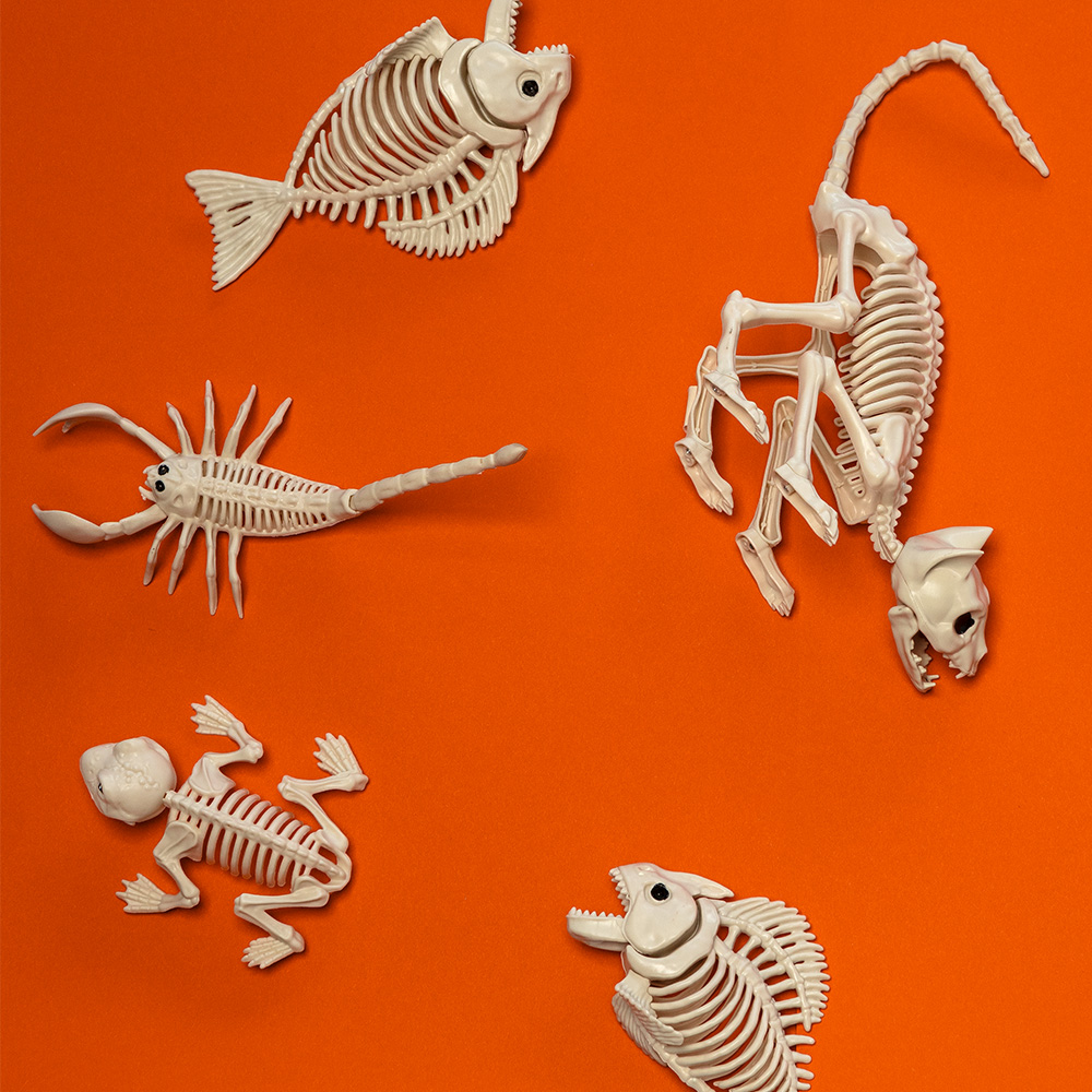 Squelette de Chat 49 x 18 x 14 cm – Décoration Halloween