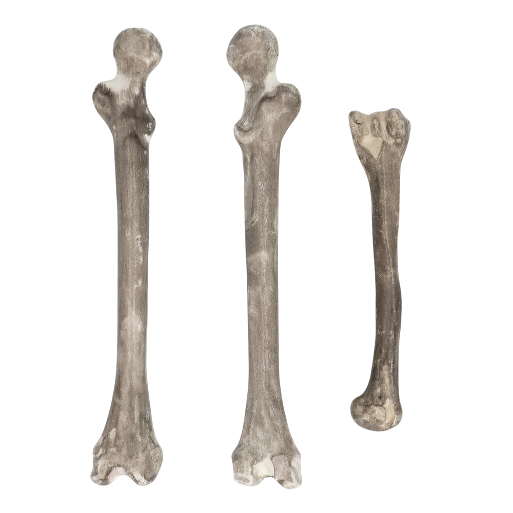 Lot de 6 Têtes de Mort et Os – Décoration Halloween