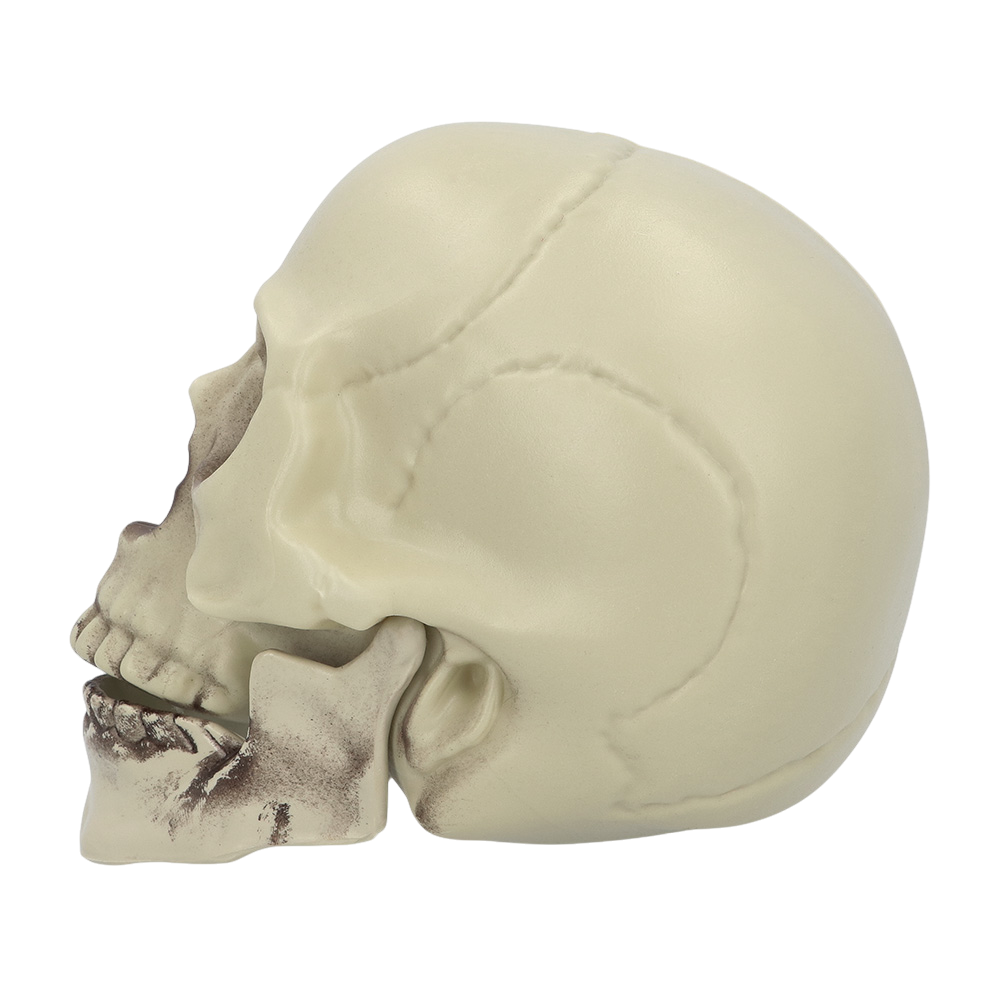 Tête de Mort Décorative 15 x 20 x 16 cm – Halloween