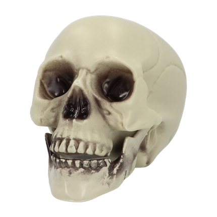 Tête de Mort Décorative 15 x 20 x 16 cm – Halloween