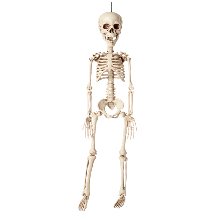 Squelette à Suspendre 40 cm – Décoration Halloween