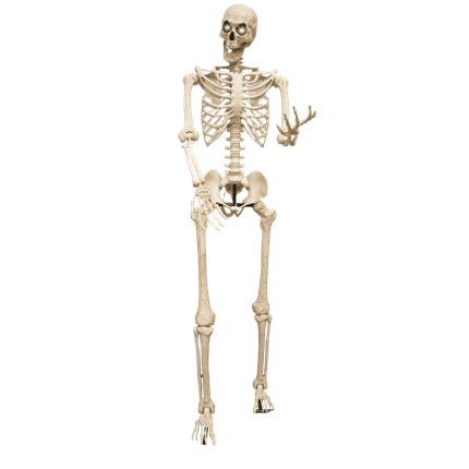 Squelette Géant Lumineux 3,18 m – Décoration Halloween XXL